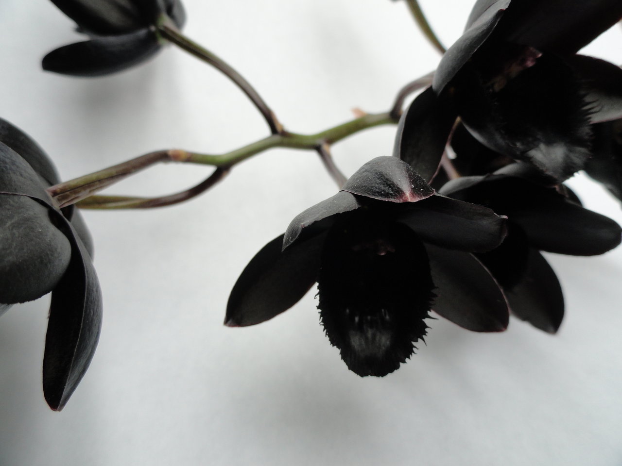 1280x960 > Black Orchid Wallpapers