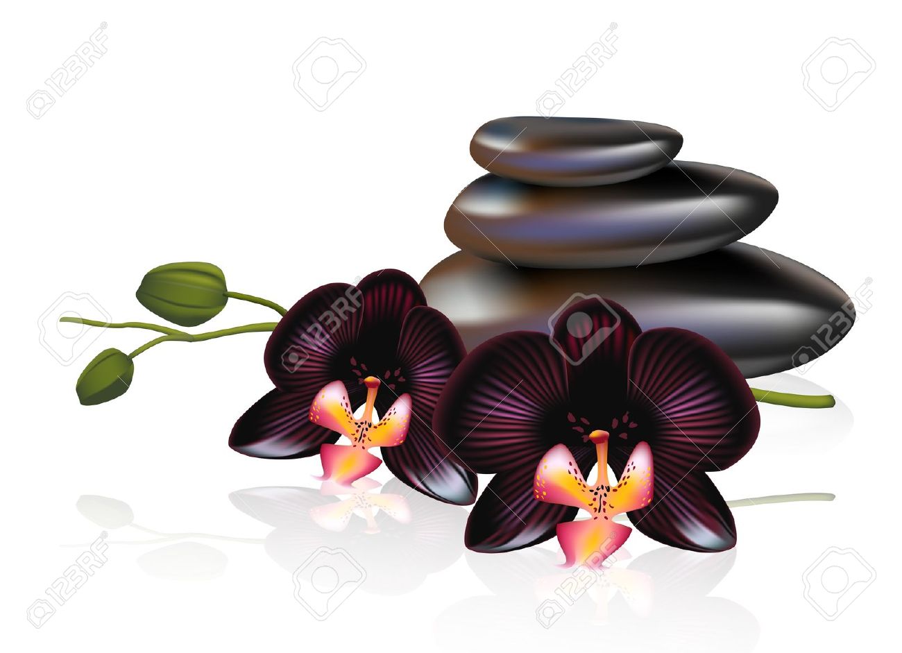 Black Orchid High Quality Background on Wallpapers Vista