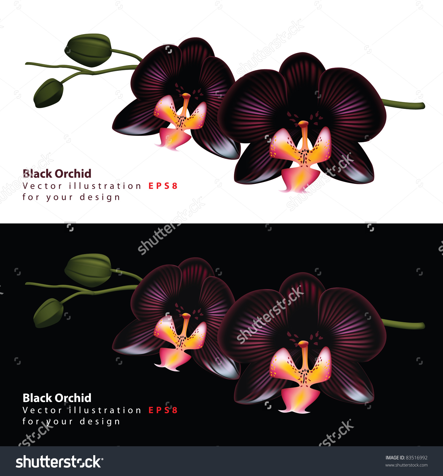 Amazing Black Orchid Pictures & Backgrounds