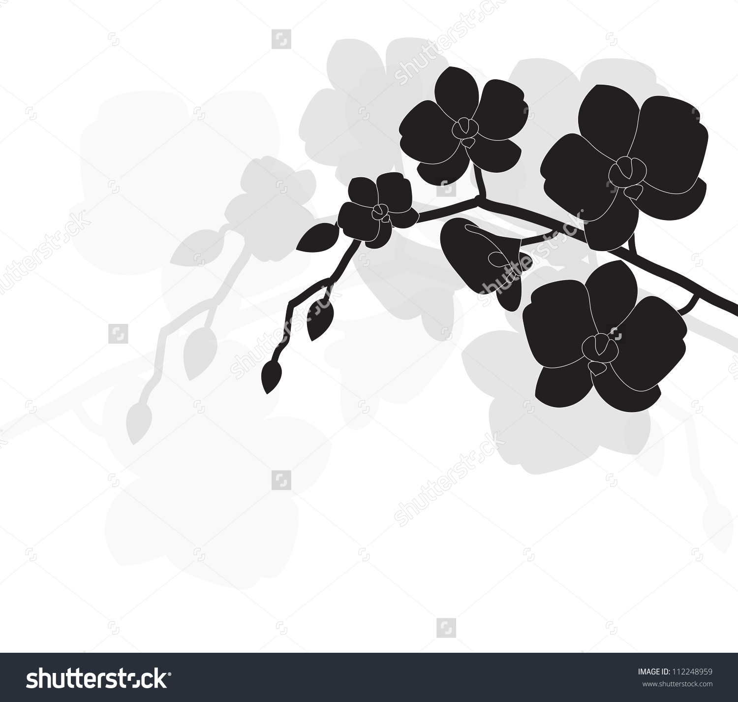 Images of Black Orchid | 1500x1426