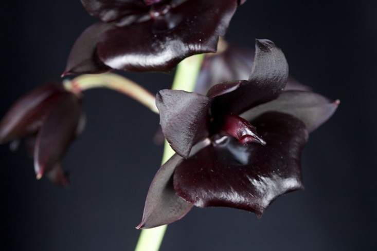 High Resolution Wallpaper | Black Orchid 733x489 px