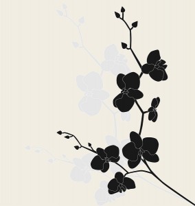 Images of Black Orchid | 284x300