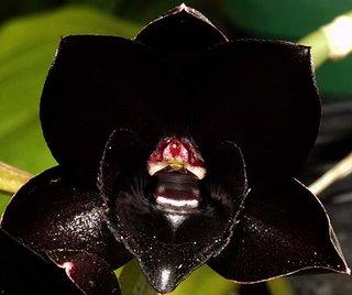 Black Orchid Pics, Comics Collection
