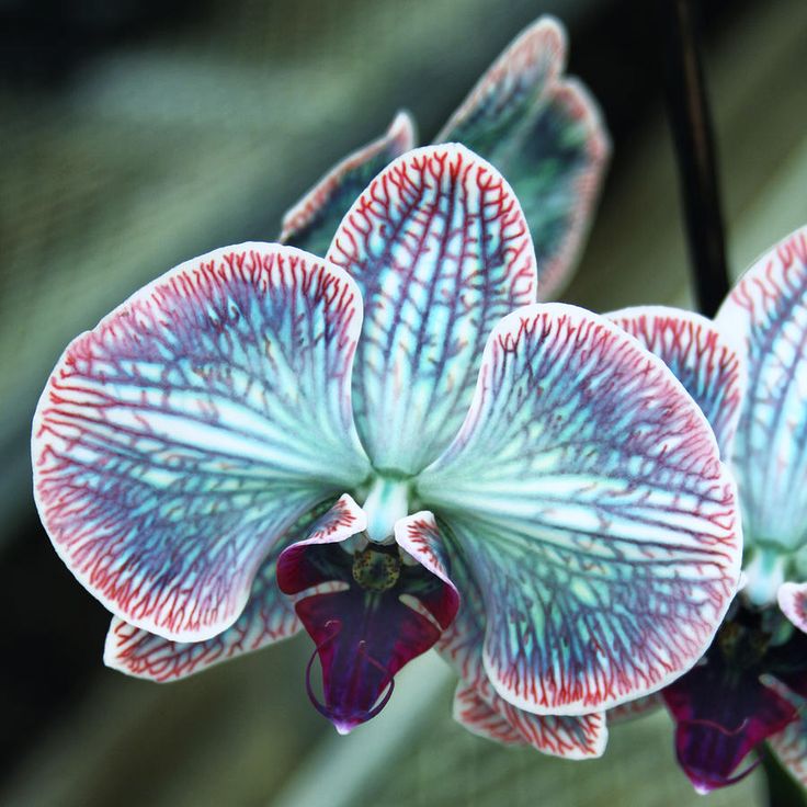 Nice Images Collection: Black Orchid Desktop Wallpapers