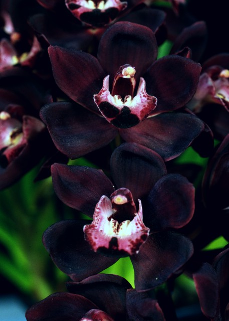 High Resolution Wallpaper | Black Orchid 457x640 px