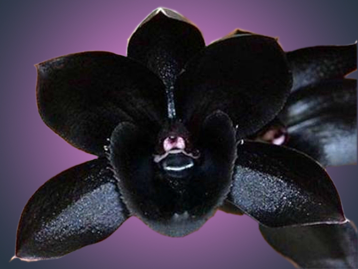 720x542 > Black Orchid Wallpapers
