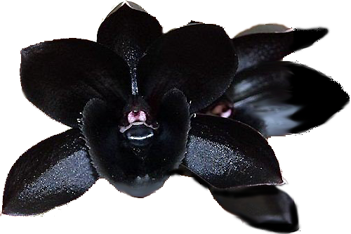 Black Orchid Backgrounds on Wallpapers Vista