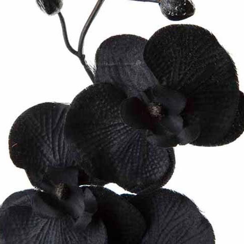 478x478 > Black Orchid Wallpapers