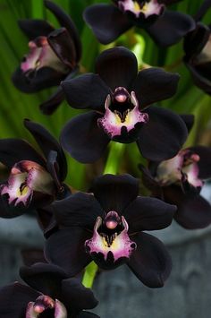 Images of Black Orchid | 236x355