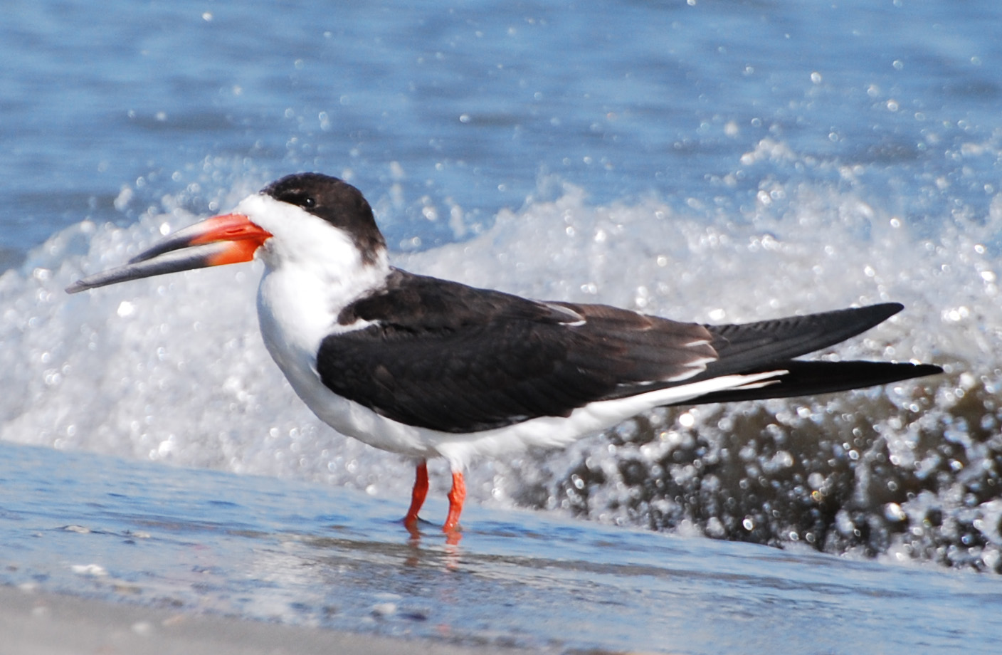 Amazing Black Skimmer Pictures & Backgrounds