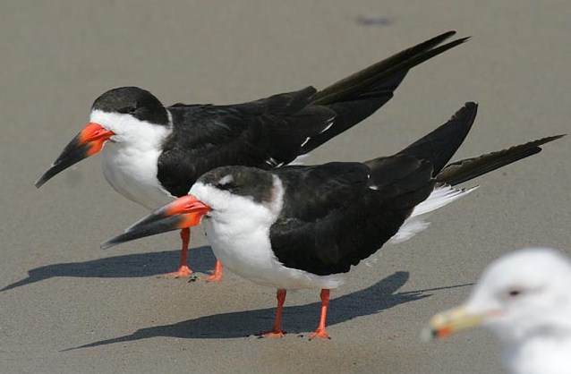 Nice wallpapers Black Skimmer 638x418px