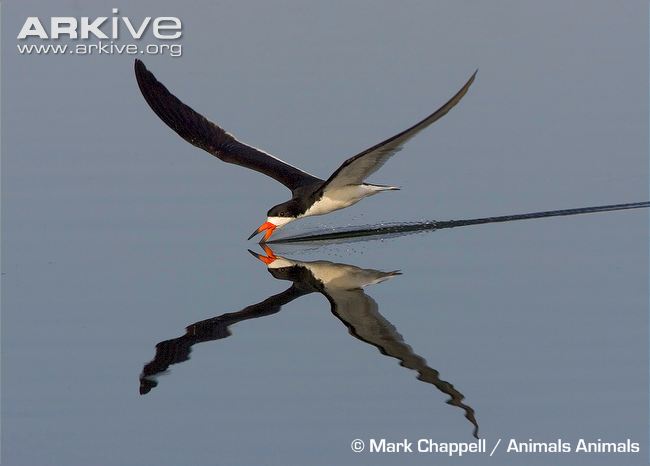Black Skimmer Backgrounds, Compatible - PC, Mobile, Gadgets| 650x466 px