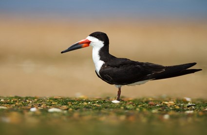 HD Quality Wallpaper | Collection: Animal, 425x278 Black Skimmer
