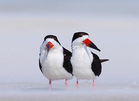 Amazing Black Skimmer Pictures & Backgrounds