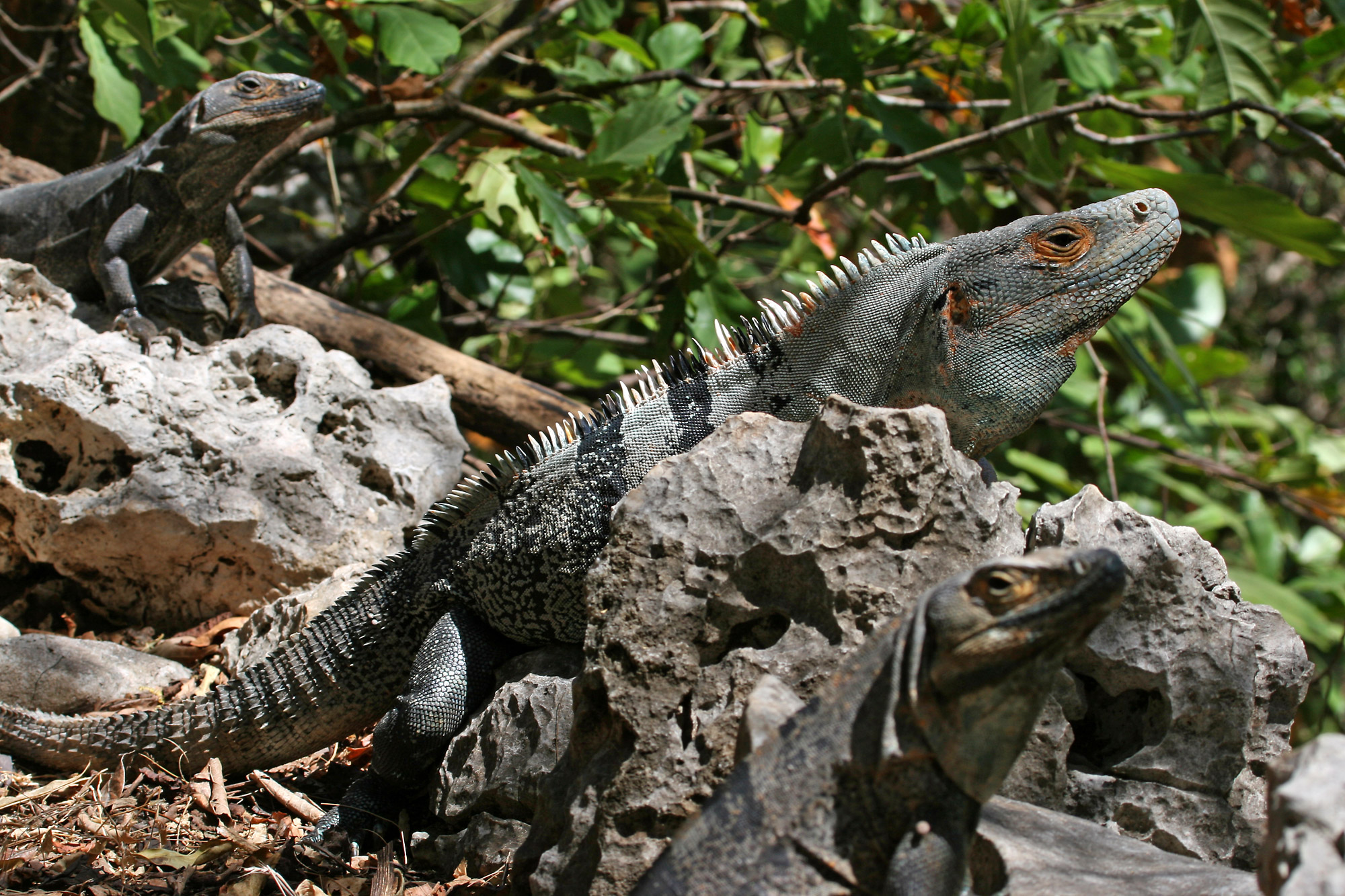 High Resolution Wallpaper | Black Spiny Tailed Iguana 2000x1333 px