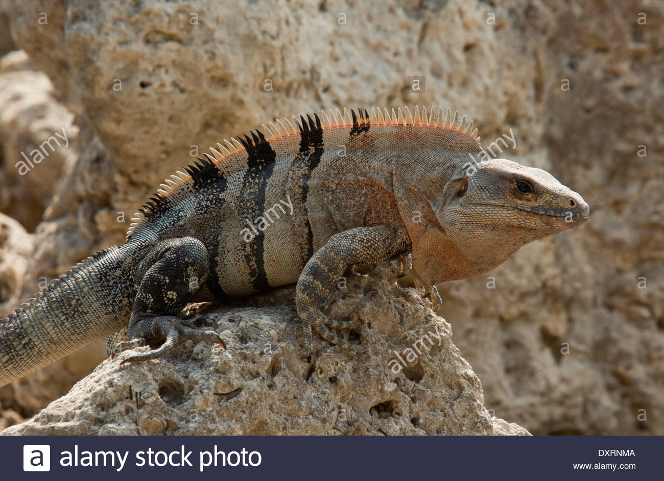 Images of Black Spiny Tailed Iguana | 1300x943