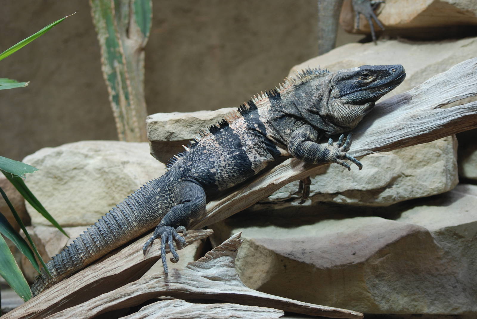 Nice Images Collection: Black Spiny Tailed Iguana Desktop Wallpapers