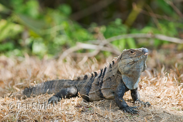 HQ Black Spiny Tailed Iguana Wallpapers | File 143.98Kb