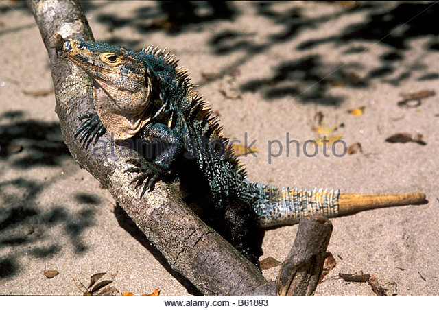 Black Spiny Tailed Iguana HD wallpapers, Desktop wallpaper - most viewed