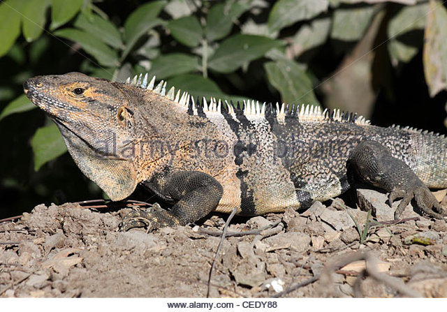 Black Spiny Tailed Iguana Backgrounds, Compatible - PC, Mobile, Gadgets| 640x447 px