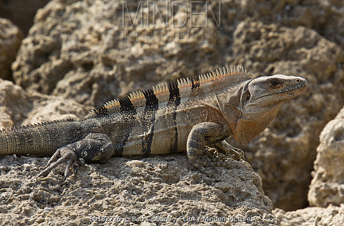 Images of Black Spiny Tailed Iguana | 700x460