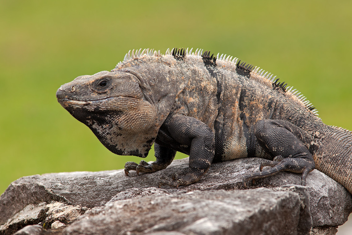 HQ Black Spiny Tailed Iguana Wallpapers | File 333.01Kb