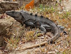 Nice wallpapers Black Spiny Tailed Iguana 236x179px