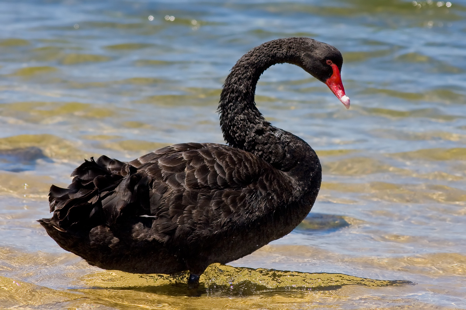 Amazing Black Swan Pictures & Backgrounds