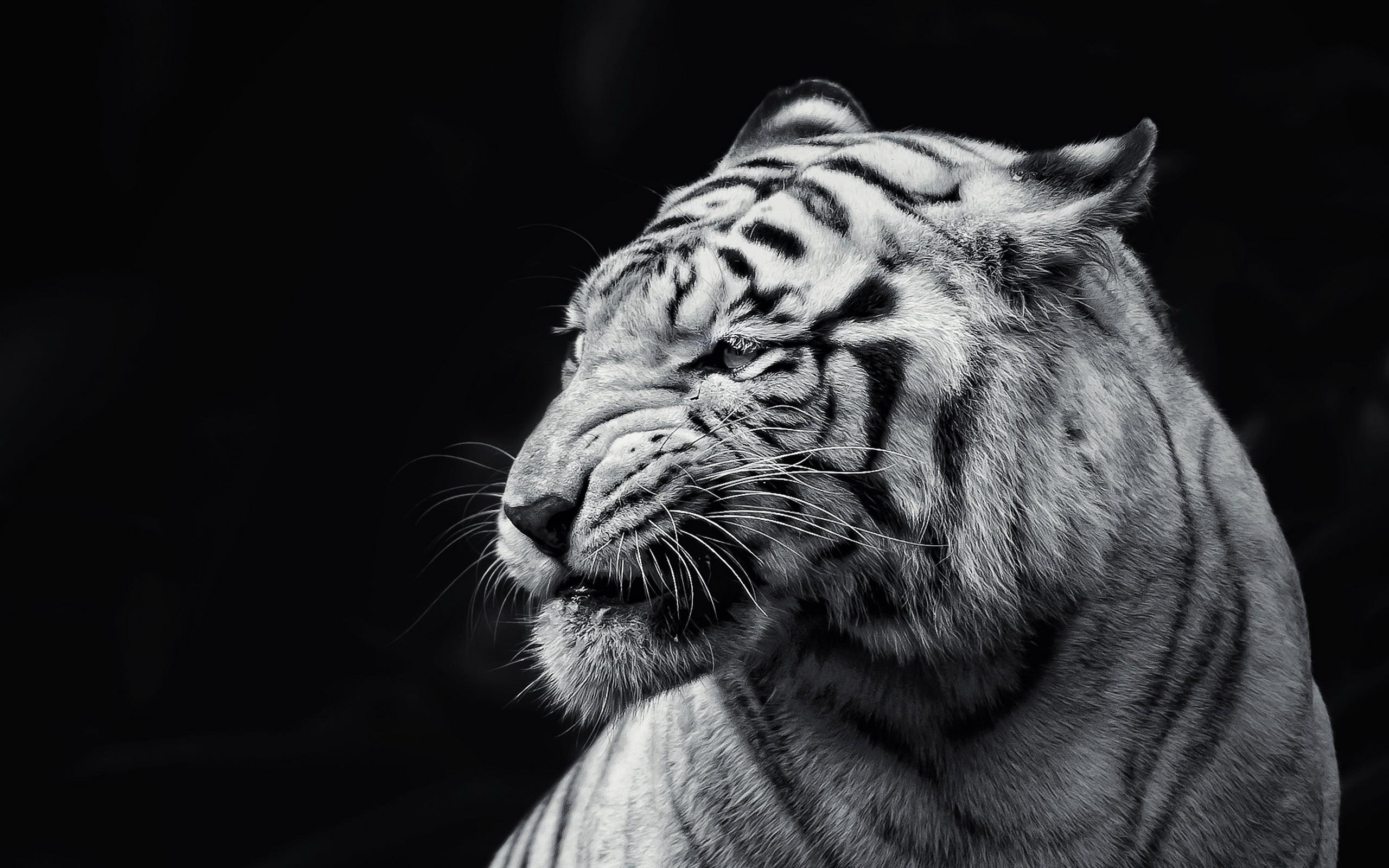 Amazing Black Tiger Pictures & Backgrounds