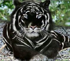 Nice Images Collection: Black Tiger Desktop Wallpapers