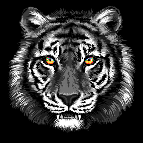 Images of Black Tiger | 500x500