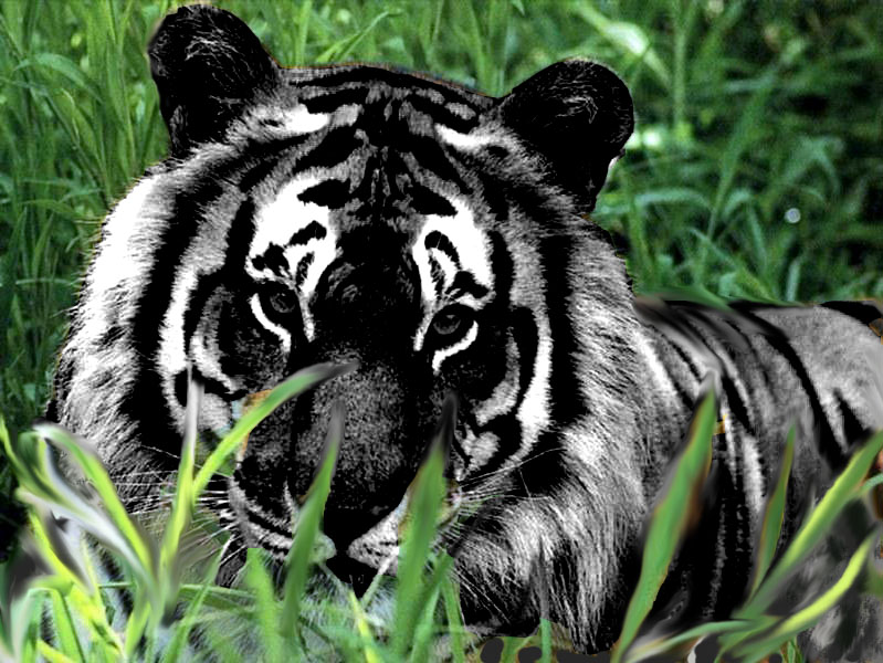 Nice Images Collection: Black Tiger Desktop Wallpapers