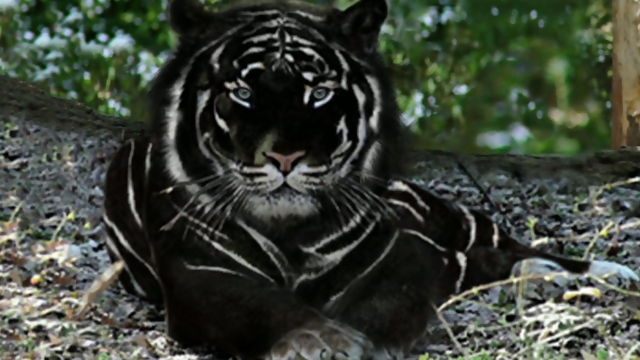 Black Tiger Pics, Comics Collection
