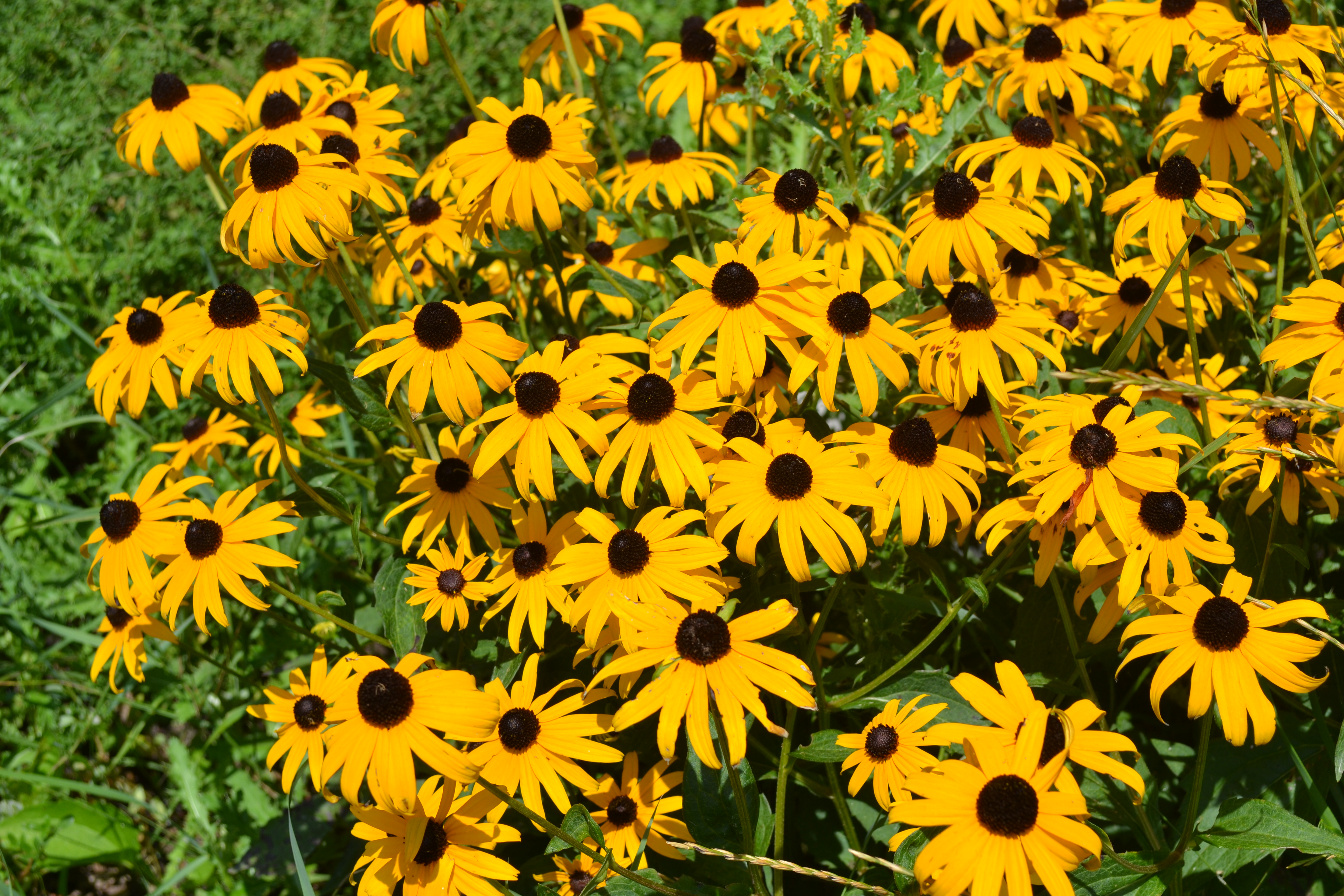 Amazing Black-Eyed Susan Pictures & Backgrounds