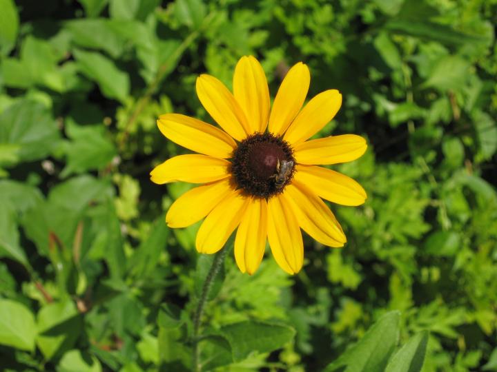 HD Quality Wallpaper | Collection: Earth, 720x540 Black-Eyed Susan