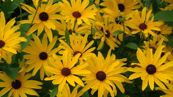 Amazing Black-Eyed Susan Pictures & Backgrounds