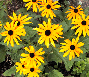 HD Quality Wallpaper | Collection: Earth, 343x297 Black-Eyed Susan