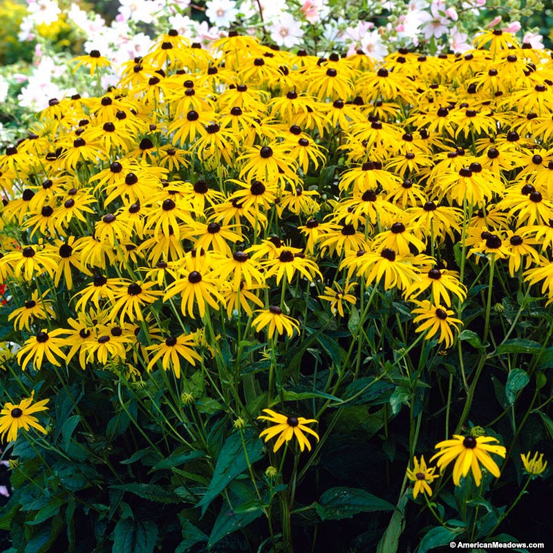 HD Quality Wallpaper | Collection: Earth, 800x800 Black-Eyed Susan