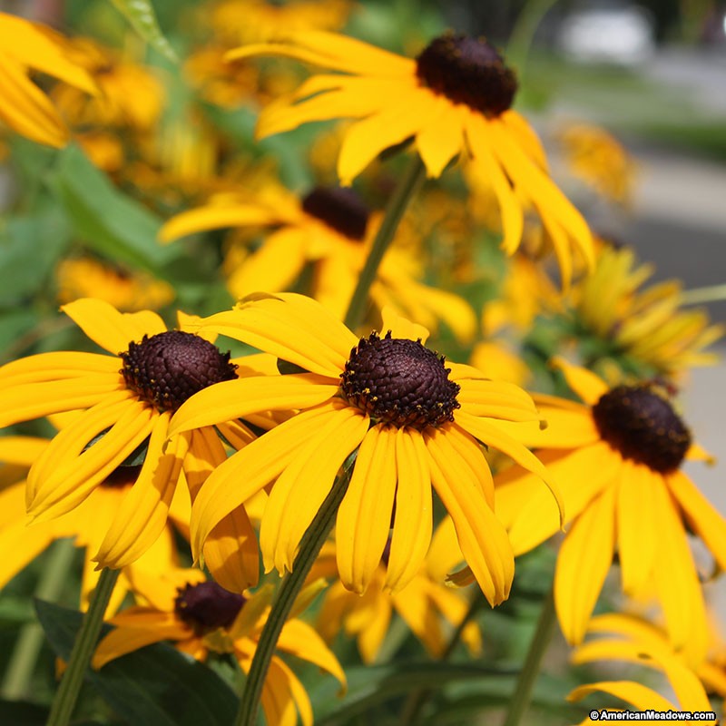 Black-Eyed Susan Pics, Earth Collection