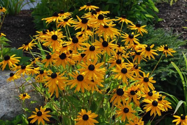 HD Quality Wallpaper | Collection: Earth, 630x421 Black-Eyed Susan