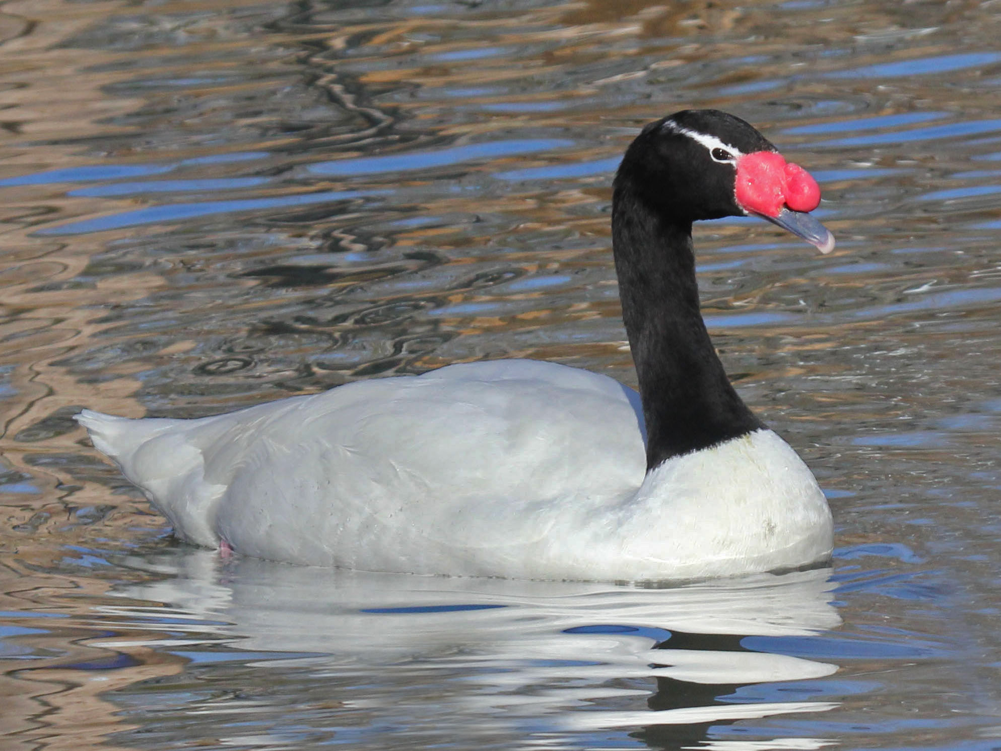 Black-necked Swan Pics, Animal Collection