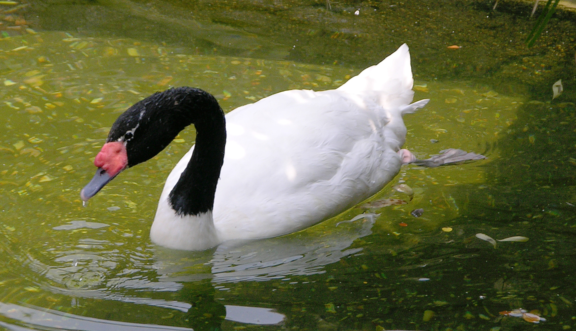 HQ Black-necked Swan Wallpapers | File 815.74Kb