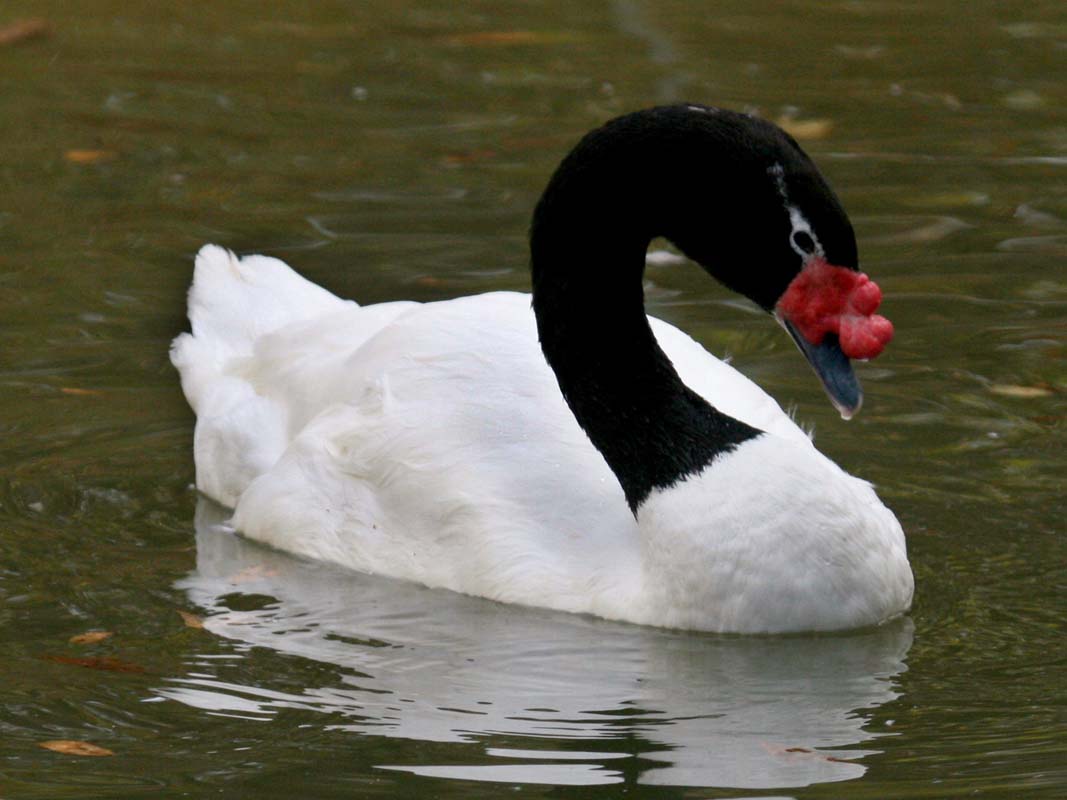 Nice wallpapers Black-necked Swan 1067x800px