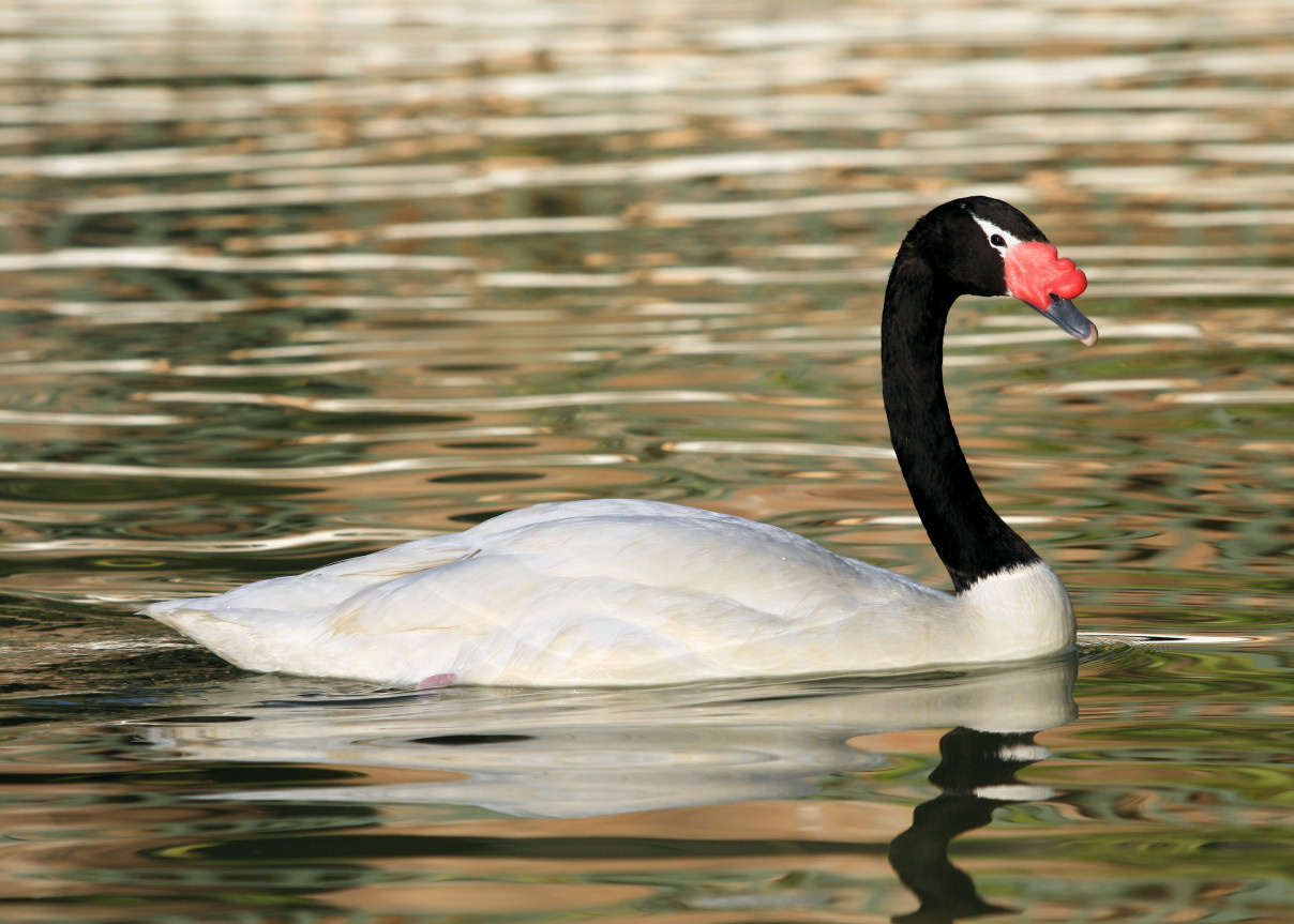 Black-necked Swan High Quality Background on Wallpapers Vista