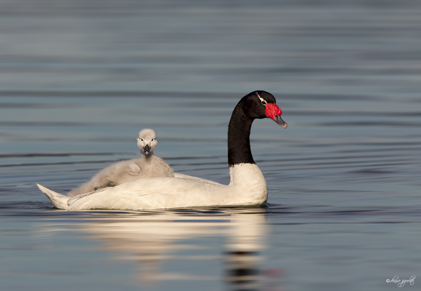 Images of Black-necked Swan | 1400x967