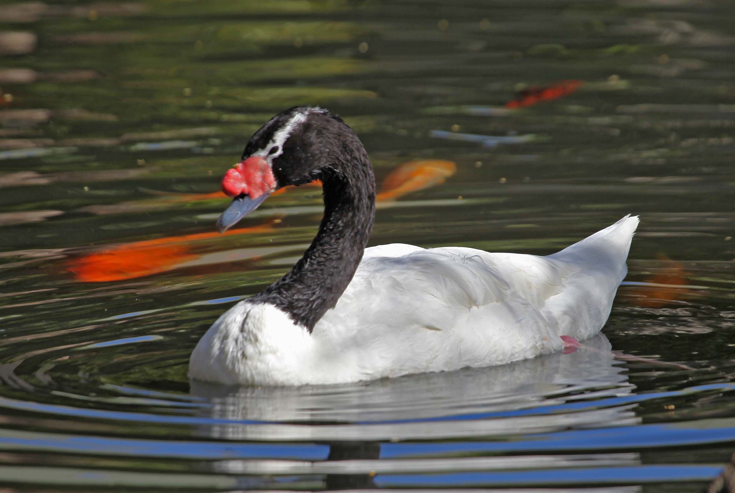 Nice wallpapers Black-necked Swan 2500x1677px