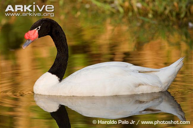 Black-necked Swan Backgrounds, Compatible - PC, Mobile, Gadgets| 650x432 px