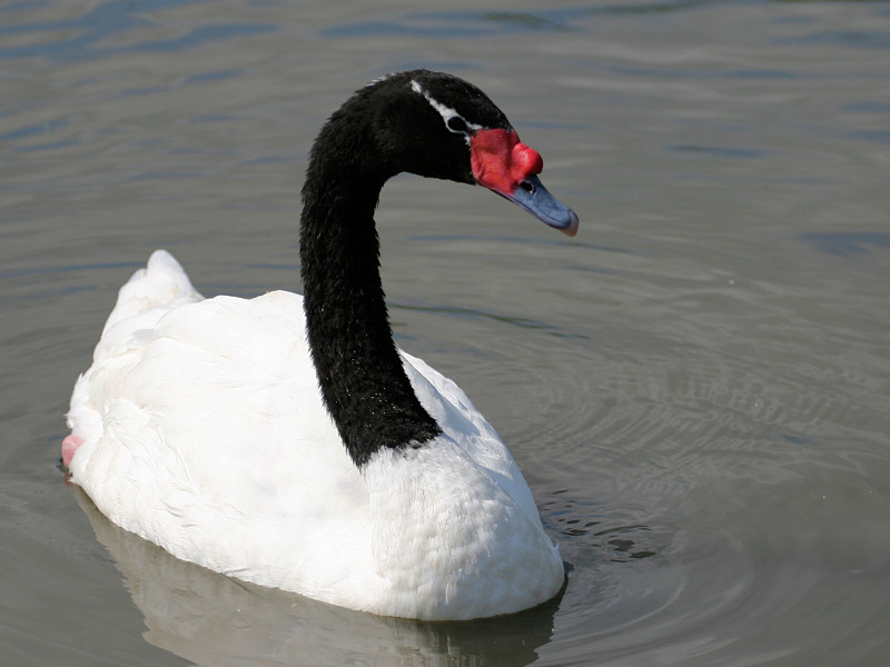Amazing Black-necked Swan Pictures & Backgrounds
