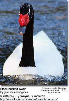 Images of Black-necked Swan | 288x418