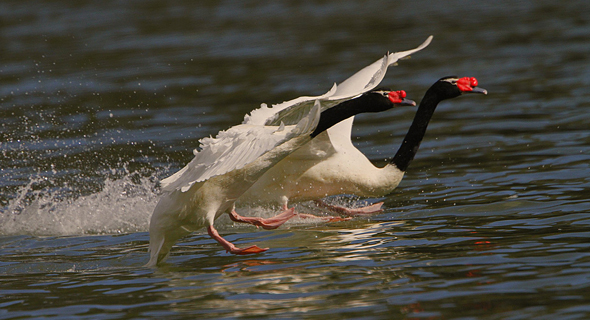 Nice wallpapers Black-necked Swan 590x320px